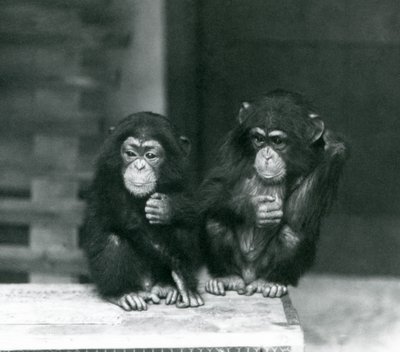 Two young Chimpanzees sitting on a wooden crate, London Zoo by Frederick William Bond