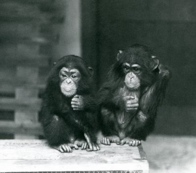 Two young Chimpanzees sitting on a wooden crate, London Zoo, 1924 by Frederick William Bond