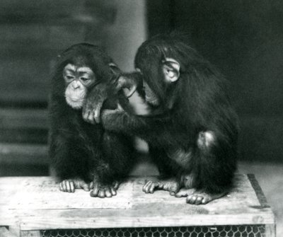 Two young Chimpanzees sitting on a wooden crate, London Zoo, 1924 by Frederick William Bond