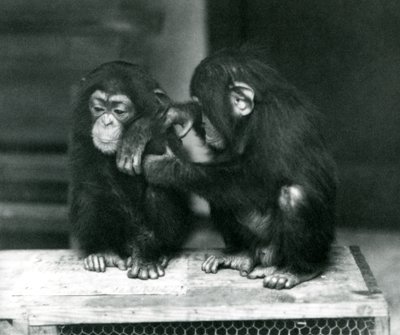 Two Young Chimpanzees Sitting on a Wooden Crate. One Sits Still While the Other Grooms Its Fur, London Zoo by Frederick William Bond