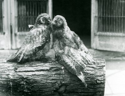 Two young Great Grey Owls, also known as the Lapland or Lapp Owl, facing each other sitting on a log, London Zoo, August 1926 by Frederick William Bond