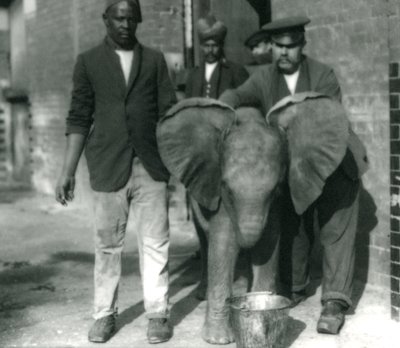 Young African Elephant Kiberenge, drinking from a bucket, with trainers Darish and Syed Ali, and Keeper H. Robertson in 1923 by Frederick William Bond