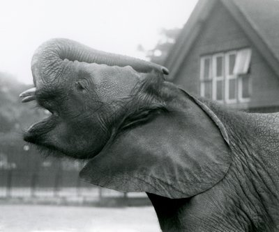 Young African Elephant Kiberenge raising his trunk and calling, London Zoo, August 1925 by Frederick William Bond