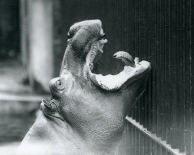 Young Hippopotamus Bobbie at London Zoo by Frederick William Bond