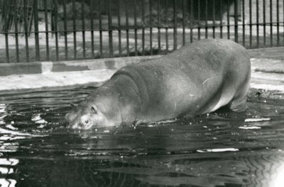 Young Hippopotamus Bobbie Entering His Pool at London Zoo in August 1927 by Frederick William Bond
