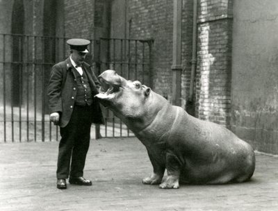 Young Hippopotamus Bobbie sitting for keeper Ernie Bowman, London Zoo, July 1923 by Frederick William Bond