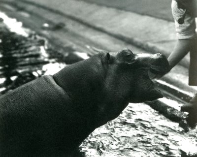Young Hippopotamus 