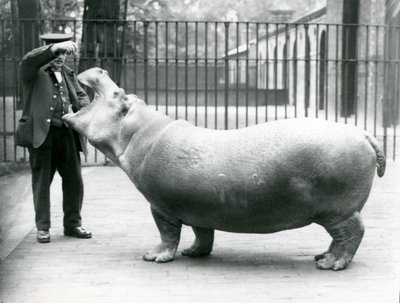 Young Hippopotamus Bobbie with keeper Ernie Bowman, London Zoo, July 1923 by Frederick William Bond