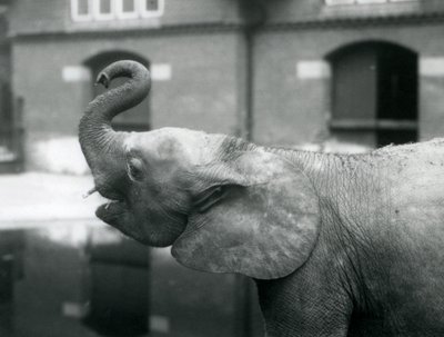 Young Female African Pygmy Elephant Oojah Raising Her Trunk at London Zoo, August 1925 by Frederick William Bond