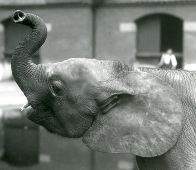 Young female African Pygmy Elephant Oojah raising her trunk at London Zoo, August 1925 by Frederick William Bond