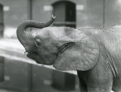 Young female African Pygmy Elephant Oojah raising her trunk at London Zoo, July 1925 by Frederick William Bond