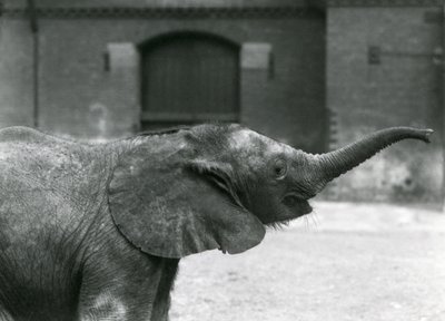 Young female African Pygmy Elephant Oojah raising her trunk for a treat at London Zoo, July 1925 by Frederick William Bond