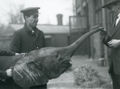 Young female African Pygmy Elephant Oojah raising her trunk for a treat at London Zoo, June 1925 by Frederick William Bond