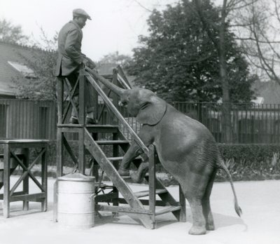 Young female African Pygmy Elephant Oojah with her front feet on the embarkation steps, reaching for her trainer with her trunk, London Zoo, June 1925 by Frederick William Bond