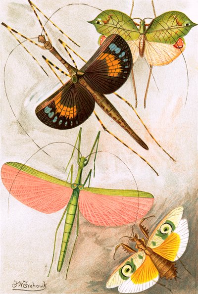 Orthoptera by Frederick William Frohawk