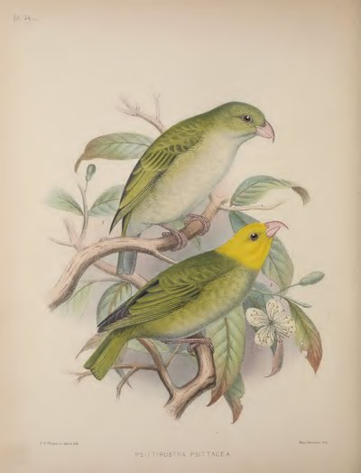 Psittirostra Psittacea, from 