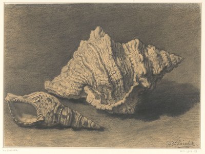 Two Shells by Frederik Willem Zürcher