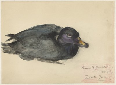 Black Scoter by Frederika Henriëtte Broeksmit