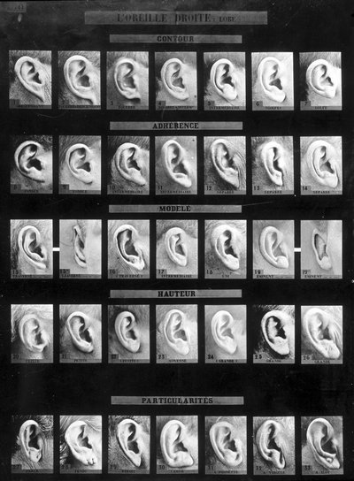 Anthropometric classification and identification of the Bertillon system: comparison of different types of straight ears (lobe). Late 19th century by French Photographer