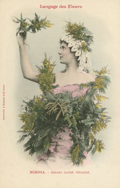 Language of Flowers, Mimosa by French Photographer