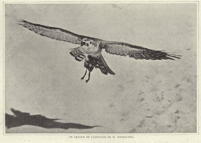 One of the Birds of M Barrachin by French Photographer