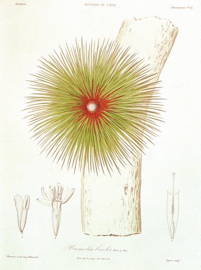 A Bromelia found in the Andes, from 