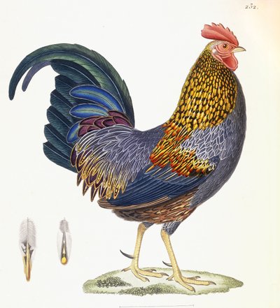 A Hen, Plate 232, from 