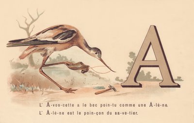 A: The Avocet has the pointed beak like an awl by French School