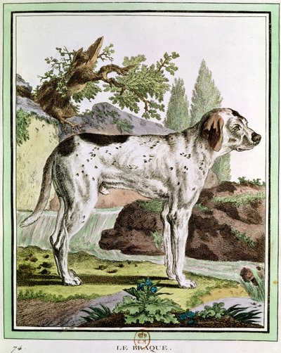 A Pointer, illustration from Histoire Naturelle by Georges Louis Leclerc, Count of Buffon by French School