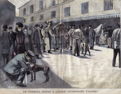 A camel heals at the Veterinary School of Maison Alfort. Illustration of 1899 in 