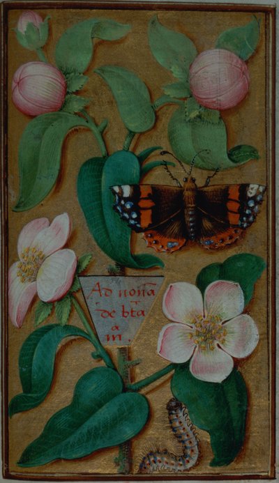 Flowers and butterfly, from a Book of Hours, Paris by French School
