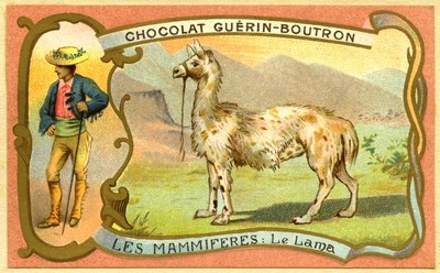 Advertising Chromolithography of Chocolates Guerin Boutron, The Lama by French School