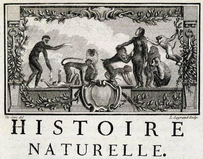Allegory of Natural History on Apes - in 
