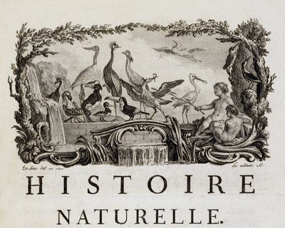 Allegory of Natural History on birds - in 