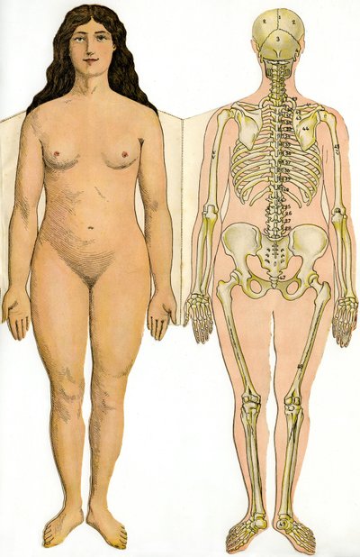 Anatomical folding board of the New Practical Encyclopedie of Medicine and Hygiene, by Dr. Rehm, Bookstore Aristide Quillet - human body - naked woman and female skeleton by French School