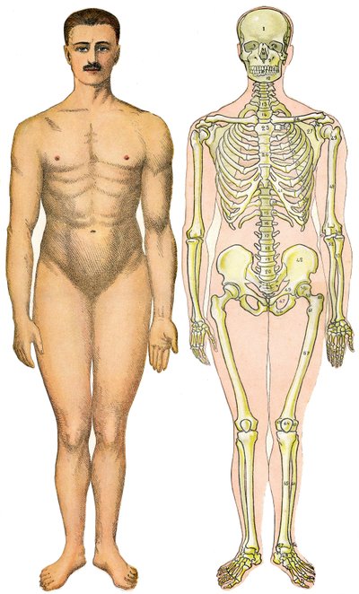 Anatomical Folding Sheet of the New Practical Encyclopedie of Medicine and Hygiene, by Dr. Rehm, Bookstore Aristide Quillet 1922 - Human Body Face - Naked Man Without Apparent Sex (gum sex) Next to His Skeleton by French School
