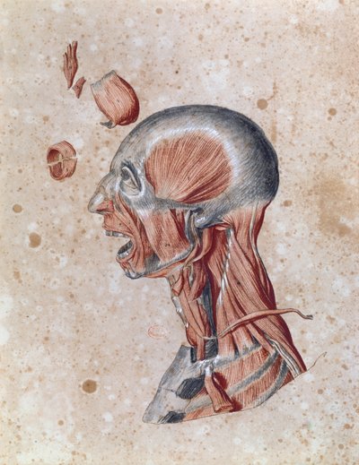 Anatomy of the head, drawn by a student by French School