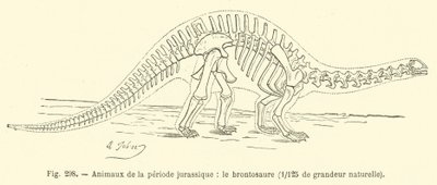 Animals of the Jurassic period, the brontosaurus by French School