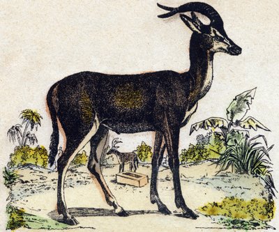 Antelope by French School
