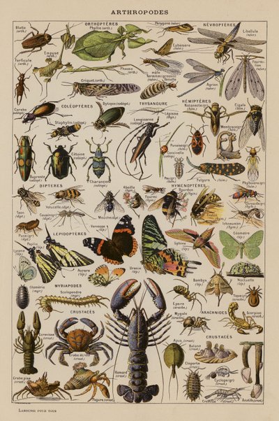 Arthropods by French School