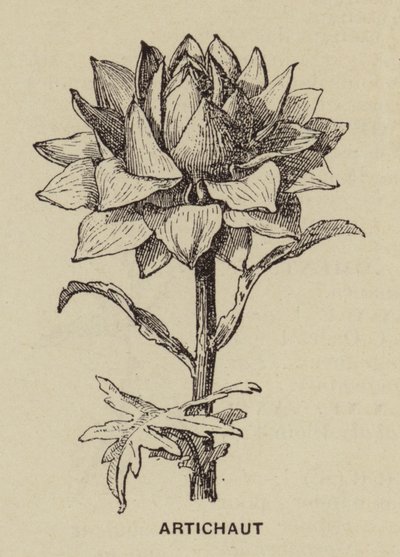 Artichoke by French School