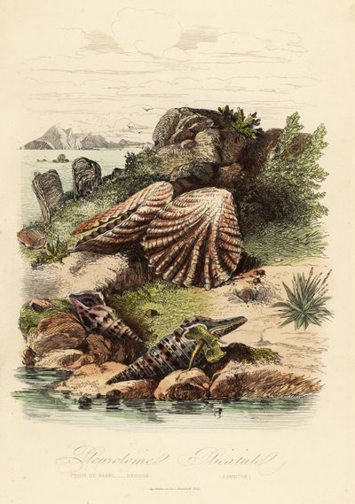 Babylon turrid, Turris babylonia, sea snail, Raphitoma echinata and kitten