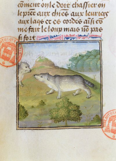 Badgers, from the Livre de la Chasse by Gaston Phebus de Foix (1331-91) by French School