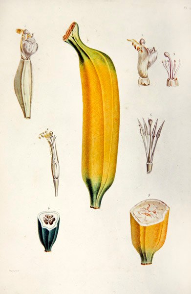 Banana, from 