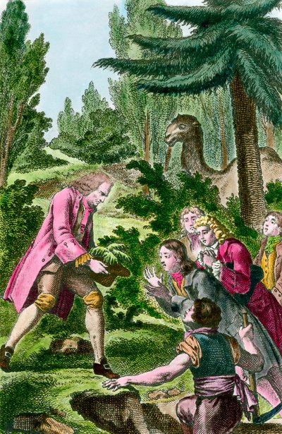 Bernard de Jussieu planting cedar from Lebanon in the garden of plants in Paris in 1734 by French School