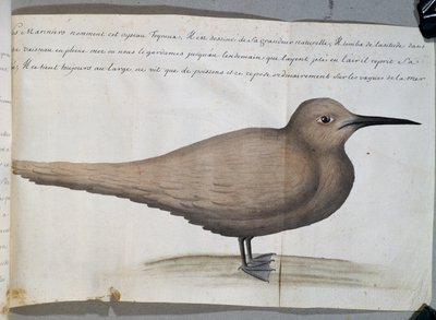 Bird Called Foyroux (Tern), Cape Frio, Brazil by French School