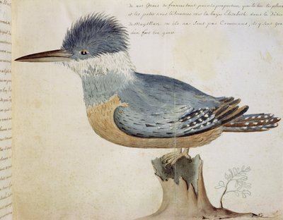 Bird, Close to the Jay of France, near the Strait of Magellan by French School