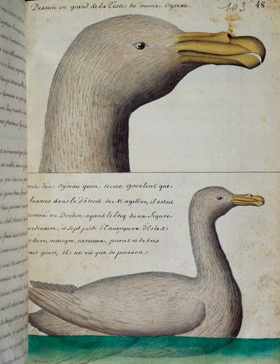 Bird from Strait of Magellan by French School