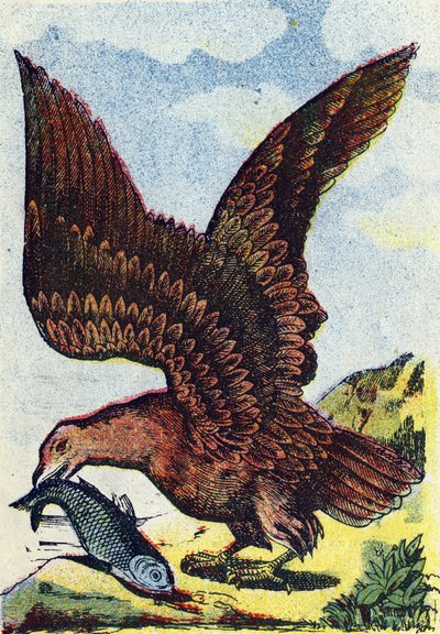 Bird of prey. Engraving in Alphabet des oiseaux. Imagery of Pont-a-Mousson, Marcel and/or Louis Vagne, Printer-Publisher, late 19th century. 16 pages. Dim: 20.5 x 14 cm by French School