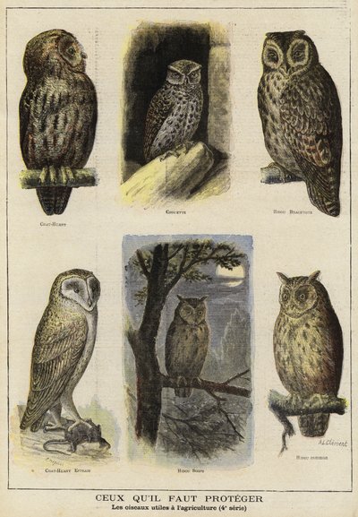 Birds in need of protection because of their benefit to farming by French School